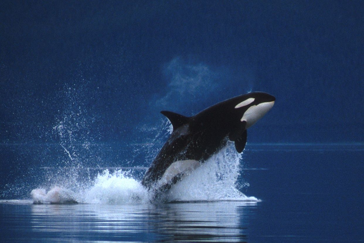 Cute Baby Orca Wallpapers