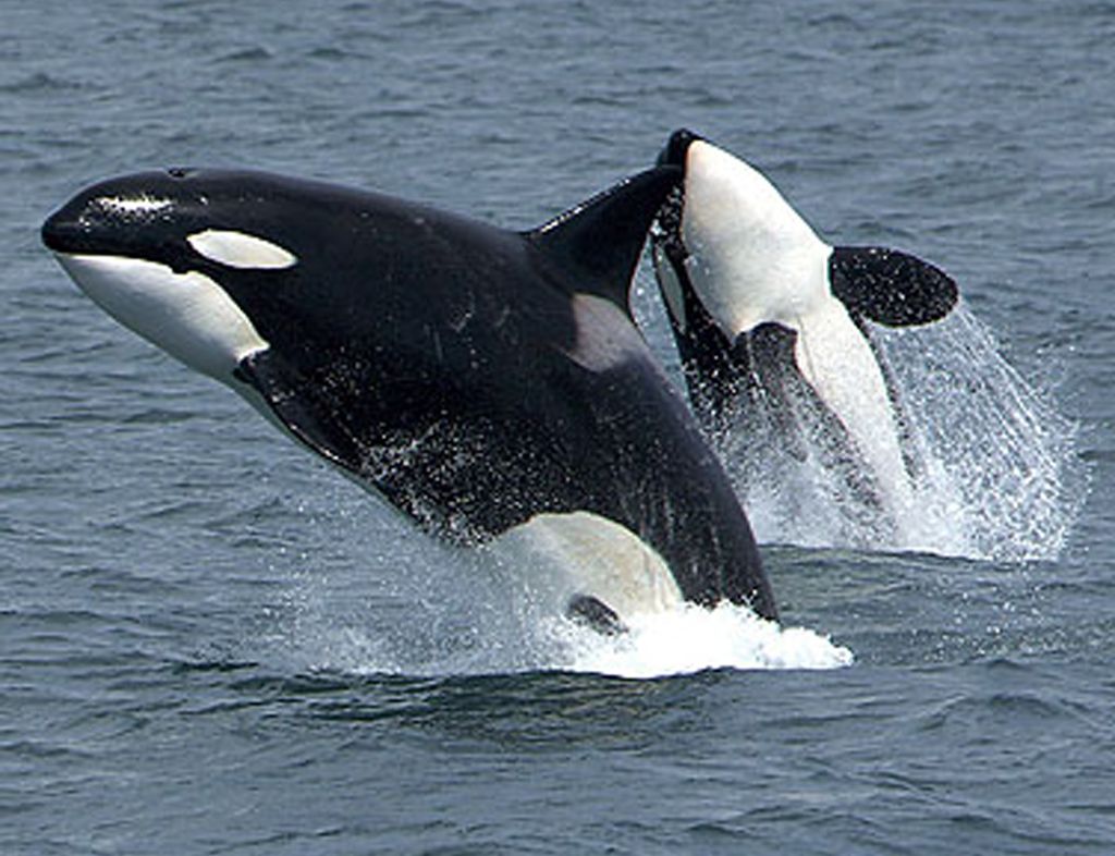 Cute Baby Orca Wallpapers