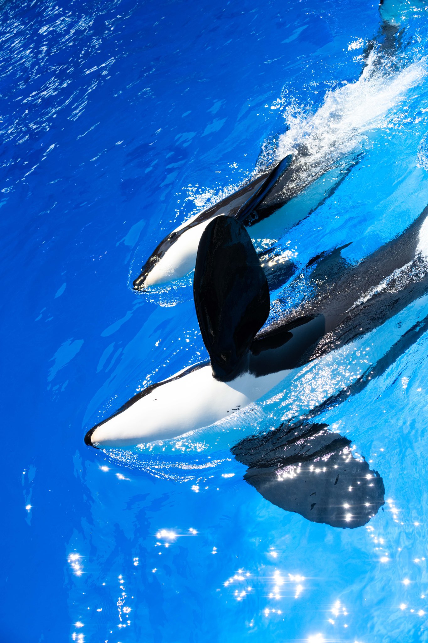 Cute Baby Orca Wallpapers