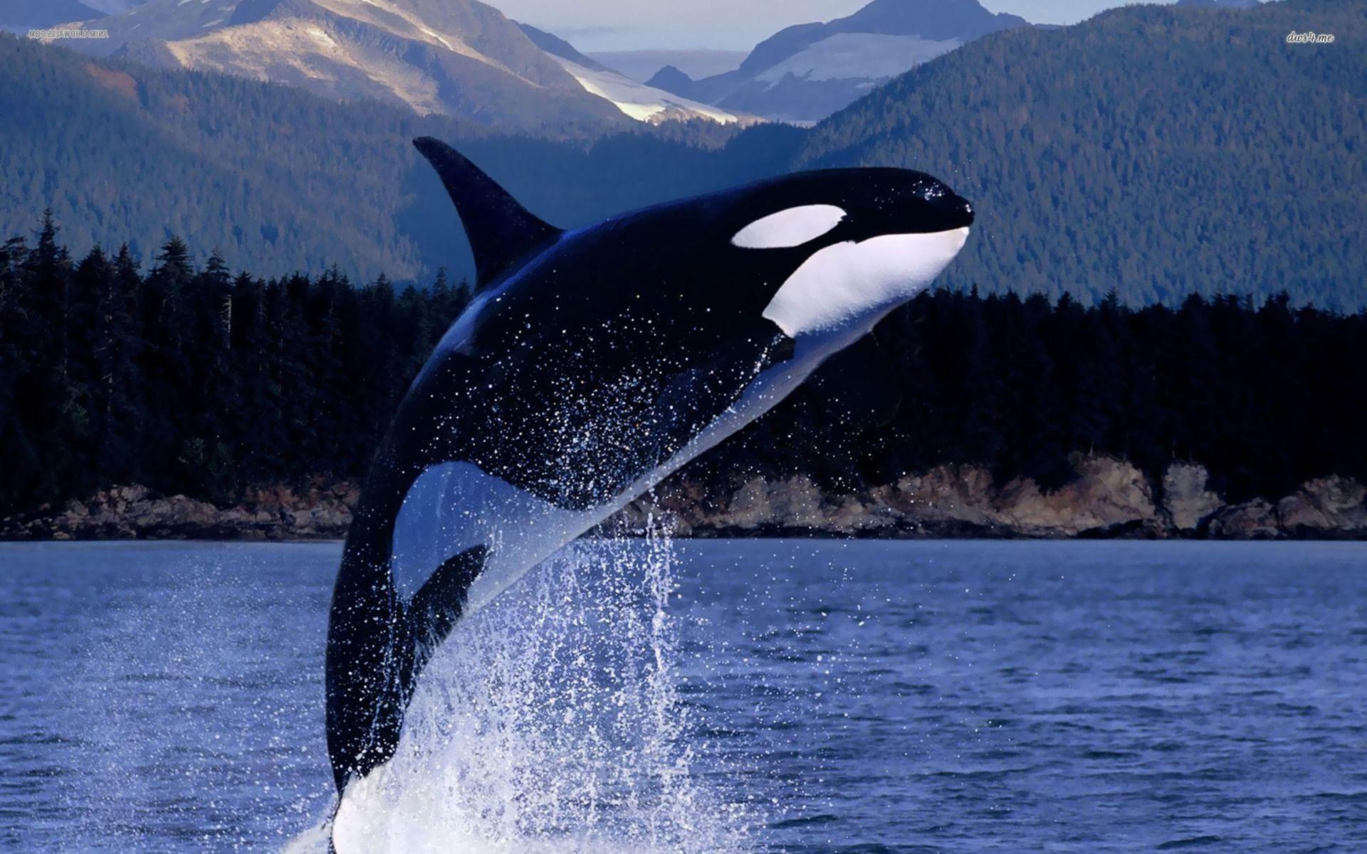 Cute Baby Orca Wallpapers