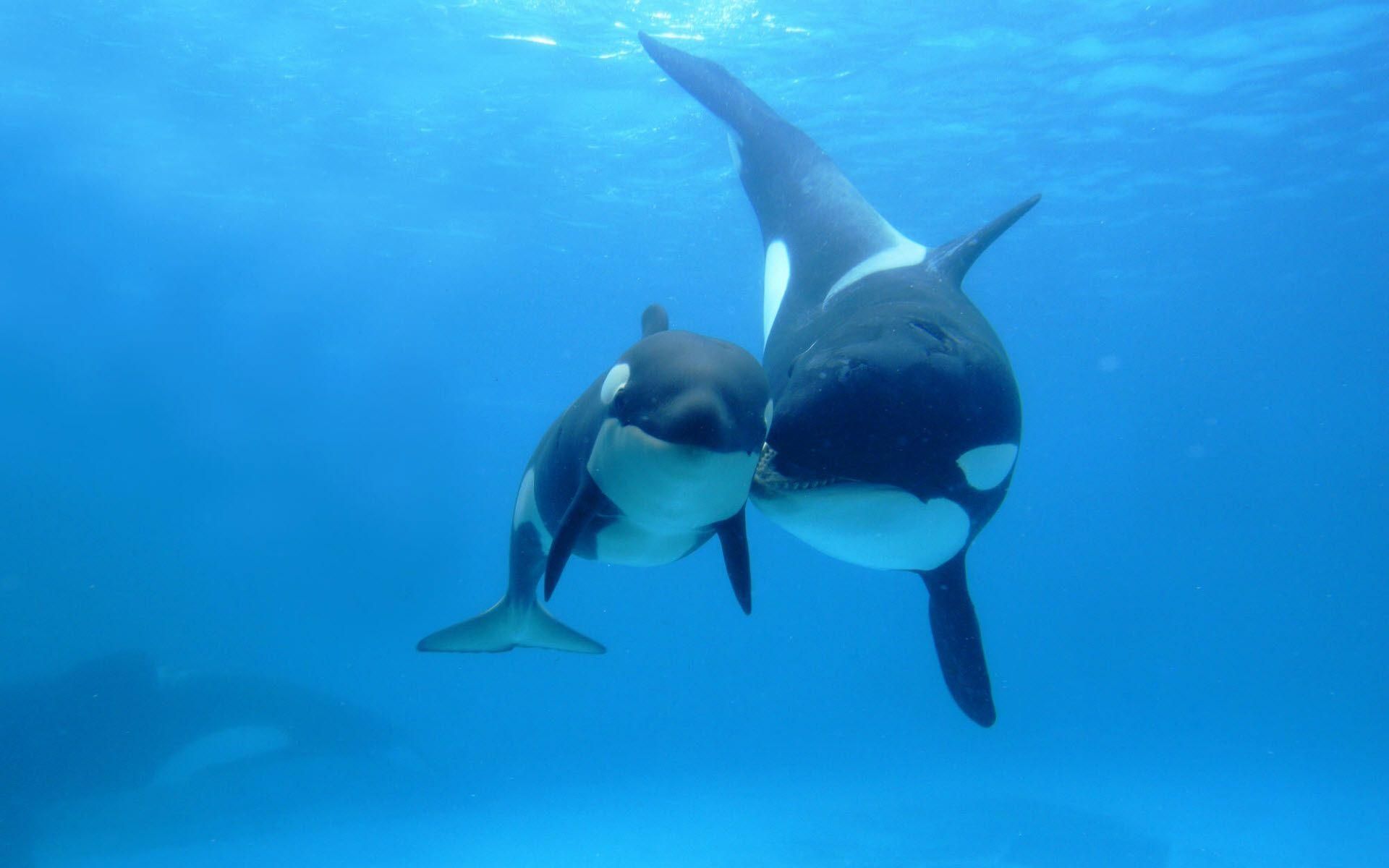 Cute Baby Orca Wallpapers