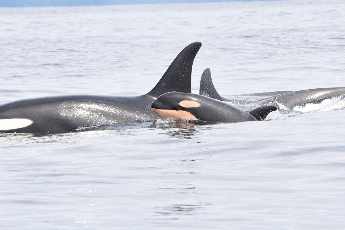 Cute Baby Orca Wallpapers