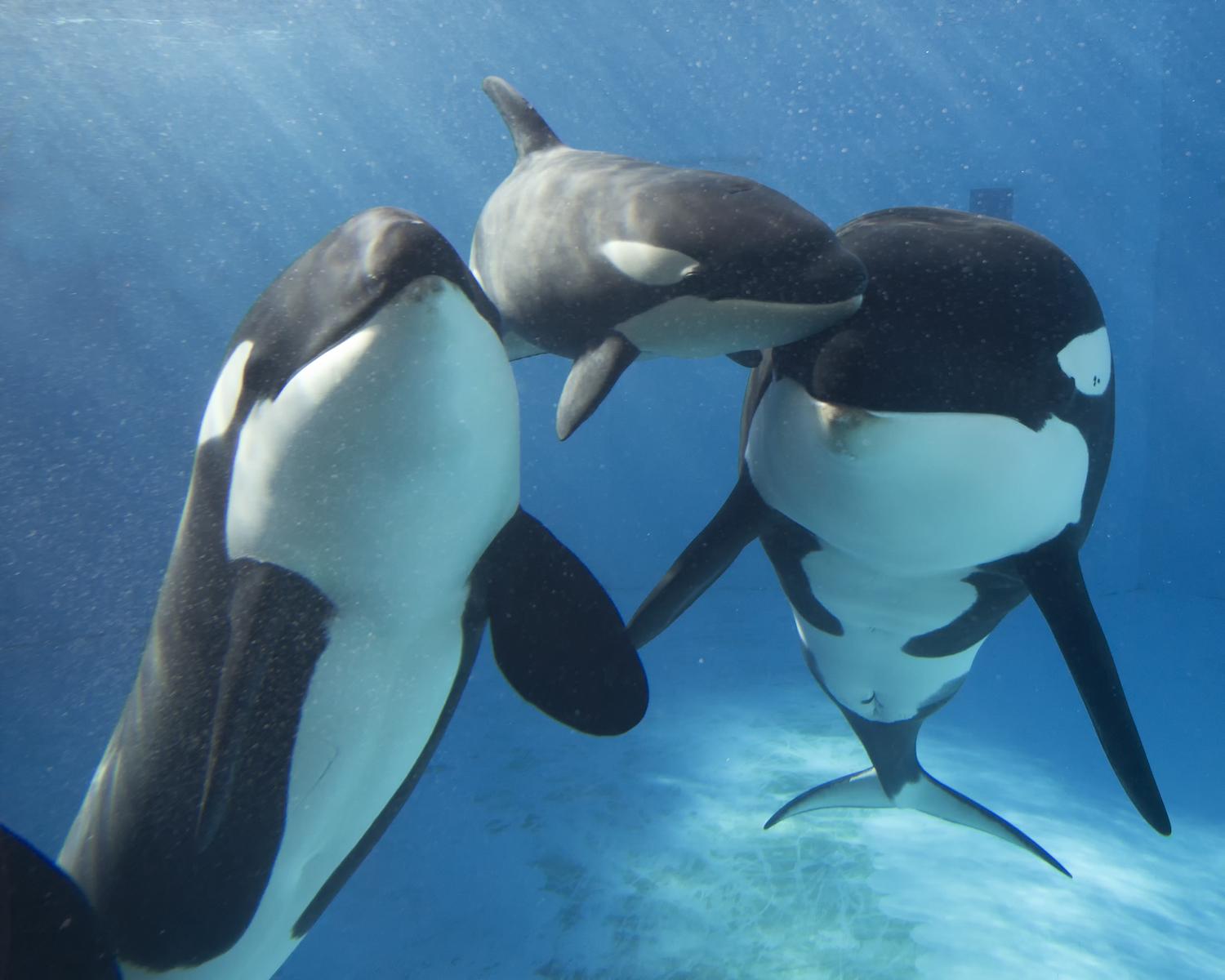 Cute Baby Orca Wallpapers