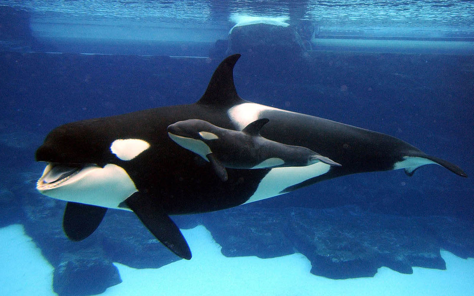 Cute Baby Orca Wallpapers