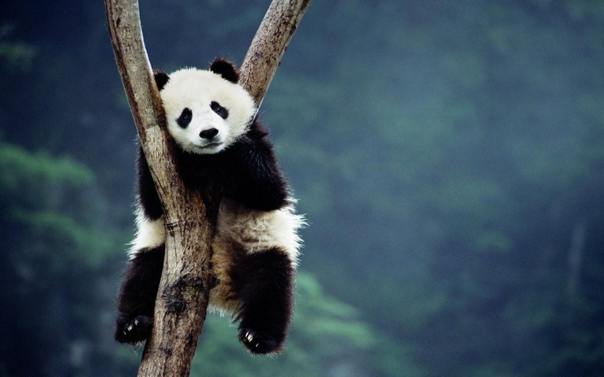 Cute Baby Panda Wallpaper Wallpapers