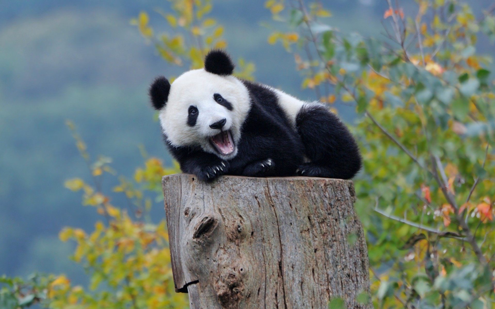 Cute Baby Panda Wallpaper Wallpapers