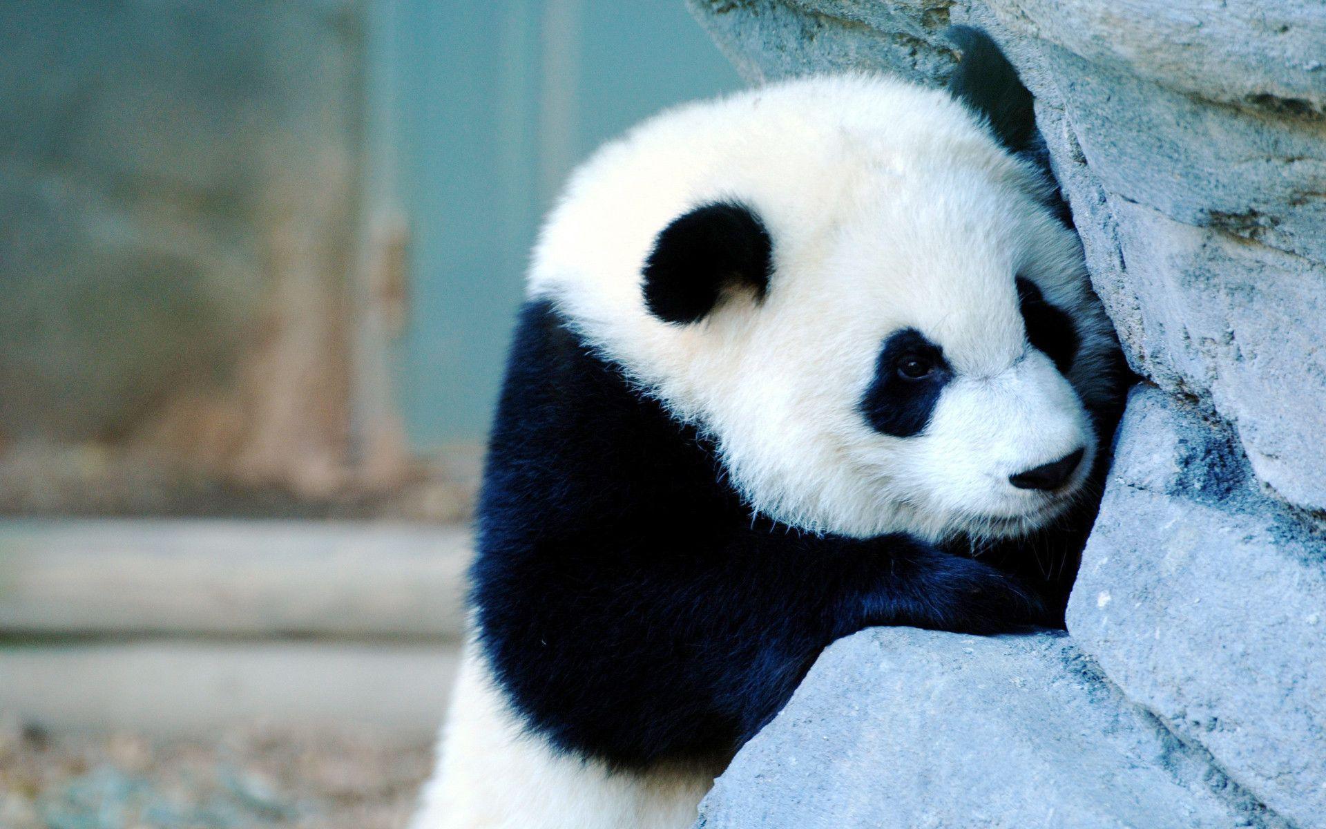 Cute Baby Panda Wallpaper Wallpapers