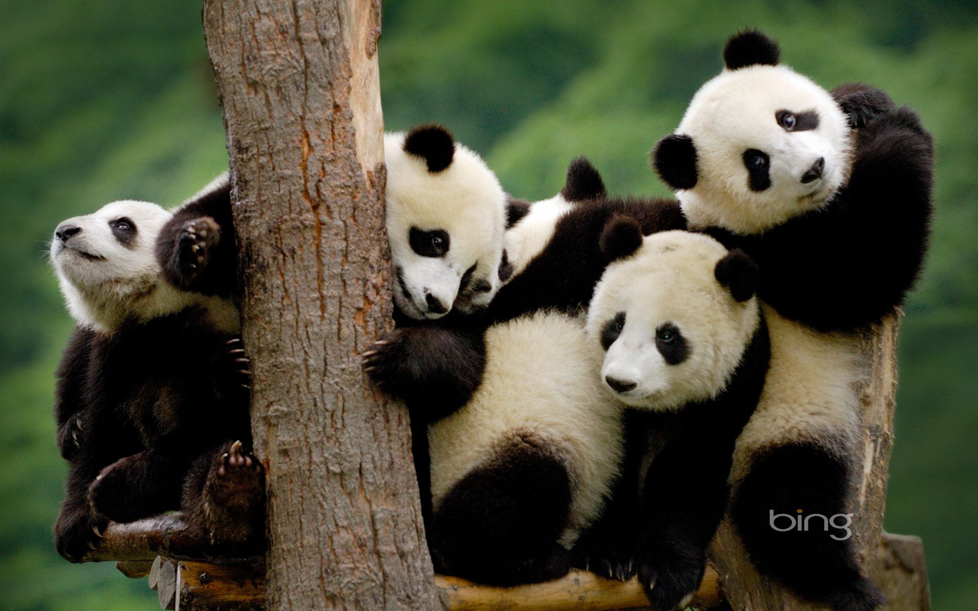 Cute Baby Panda Wallpaper Wallpapers