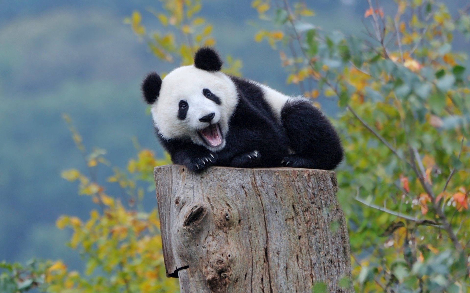 Cute Baby Panda Wallpapers Wallpapers