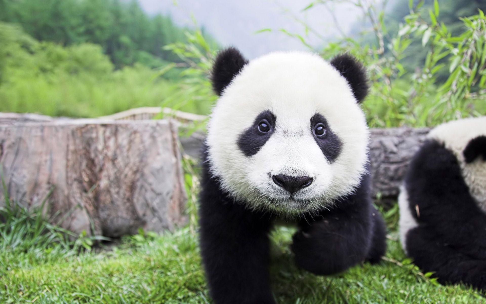 Cute Baby Panda Wallpapers Wallpapers