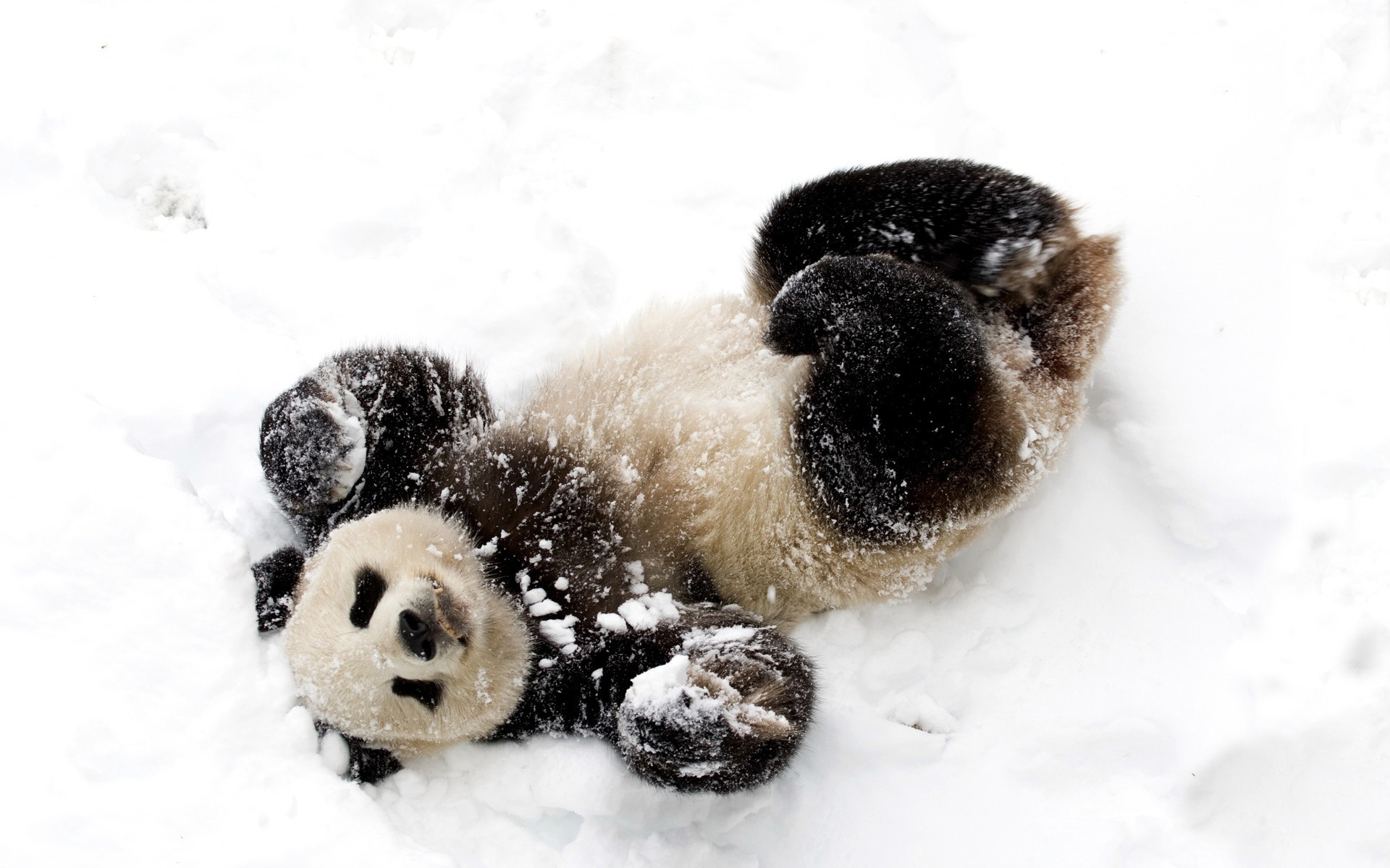 Cute Baby Panda Wallpapers Wallpapers