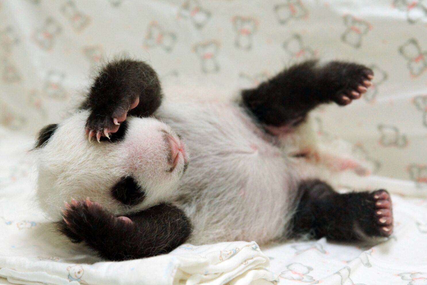 Cute Baby Panda Wallpapers Wallpapers