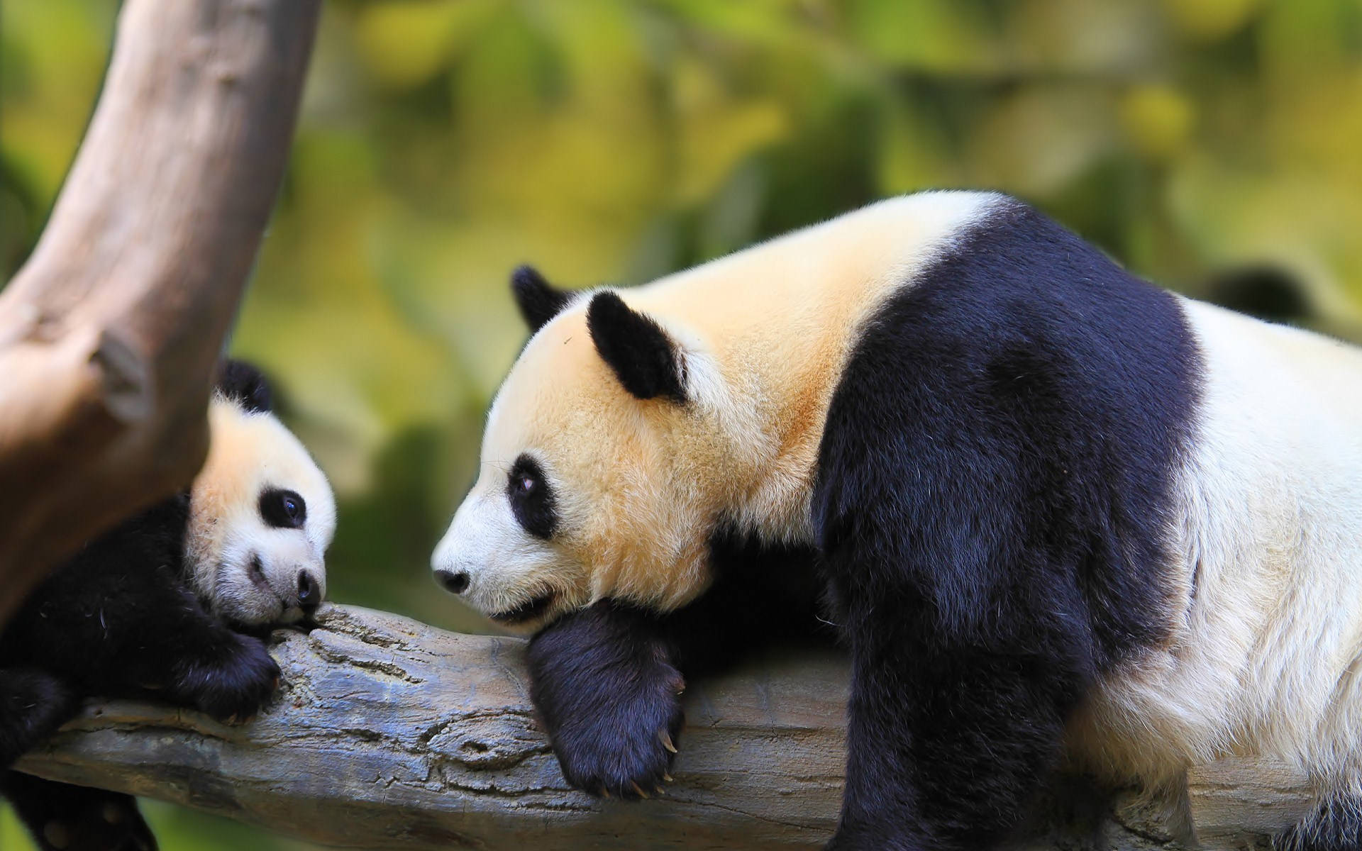 Cute Baby Panda Wallpapers Wallpapers