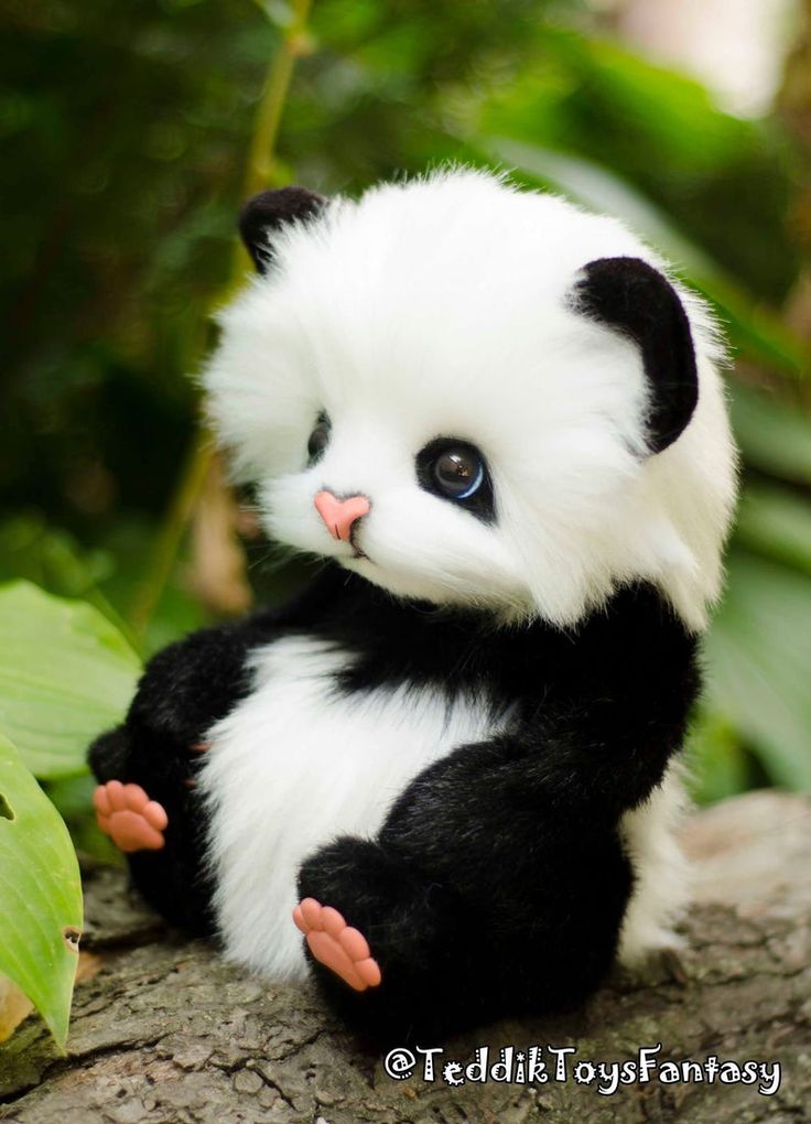 Cute Baby Panda Wallpapers Wallpapers