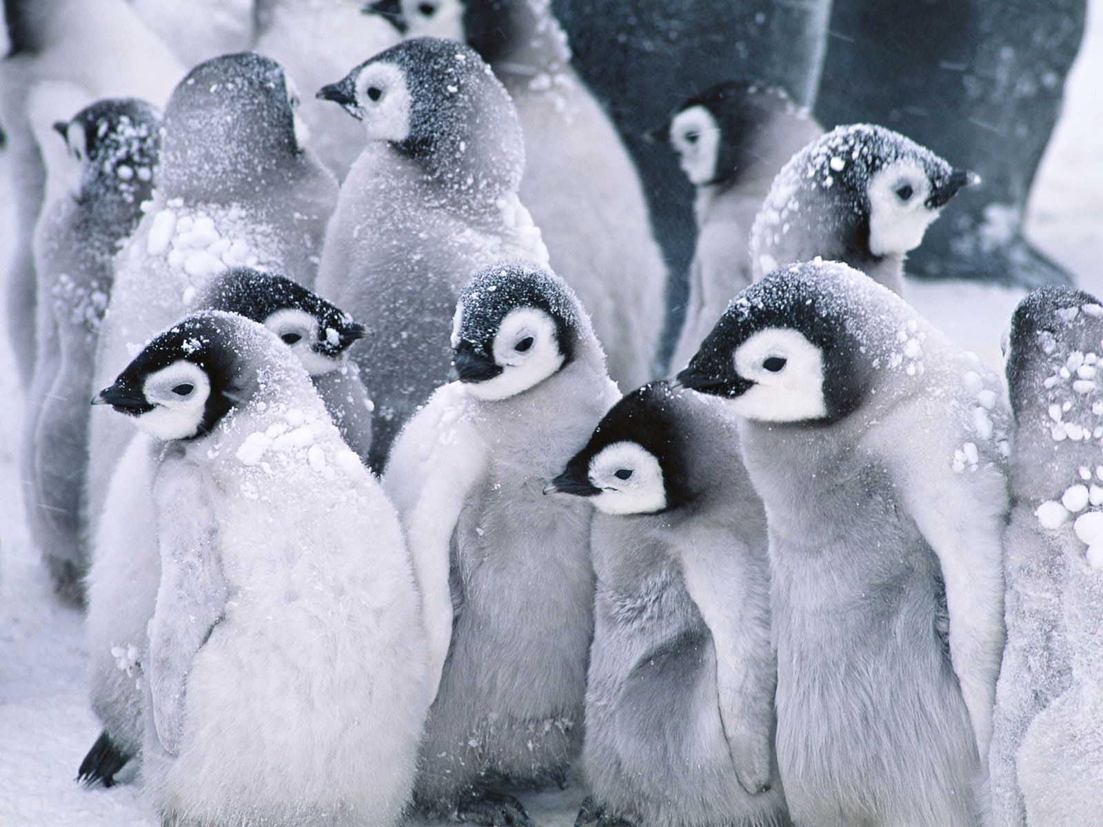 Cute Baby Penguin Wallpapers