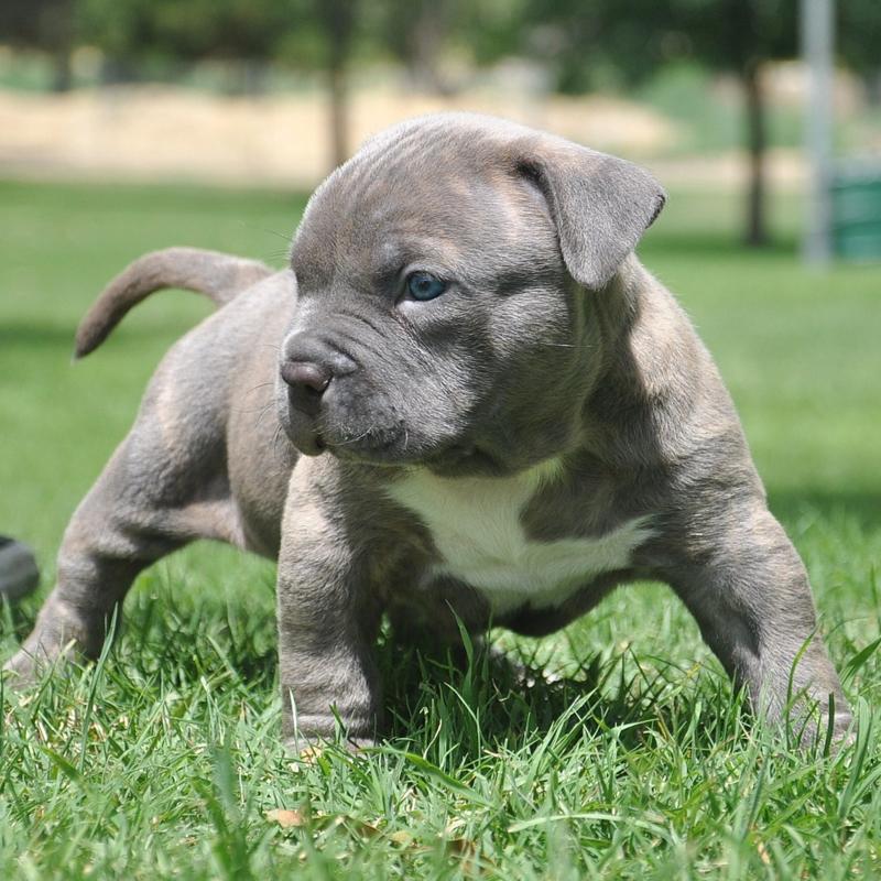 Cute Baby Pitbull Wallpapers