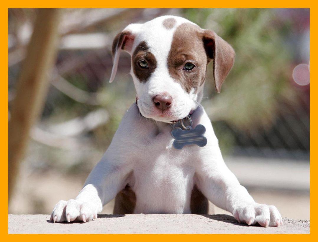 Cute Baby Pitbull Wallpapers