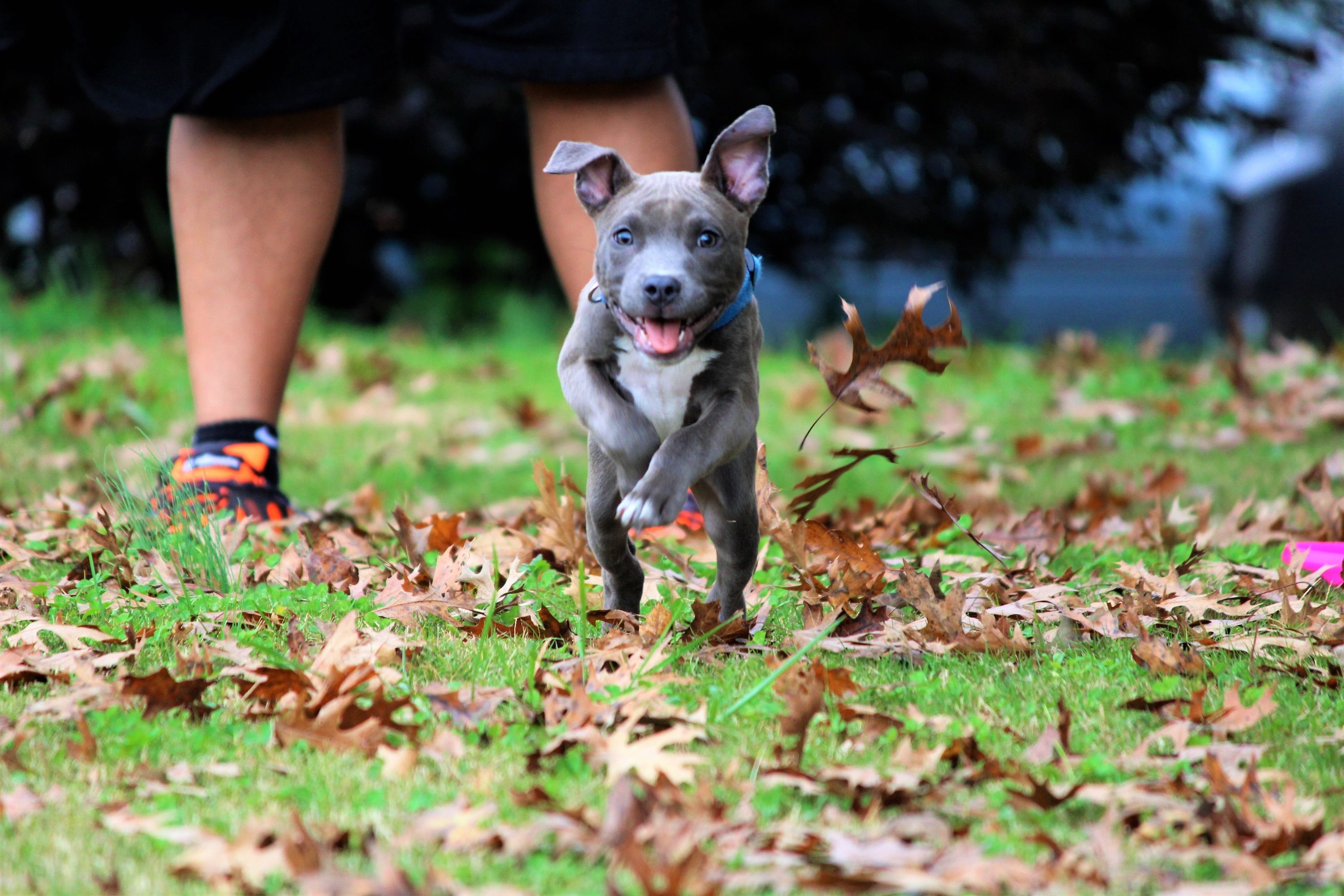 Cute Baby Pitbull Wallpapers