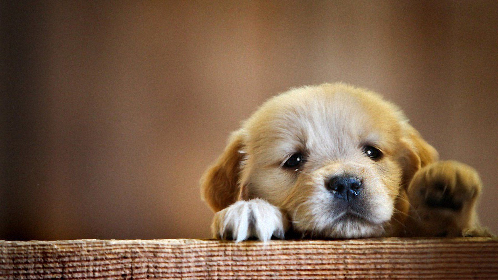 Cute Baby Puppies Wallpapers