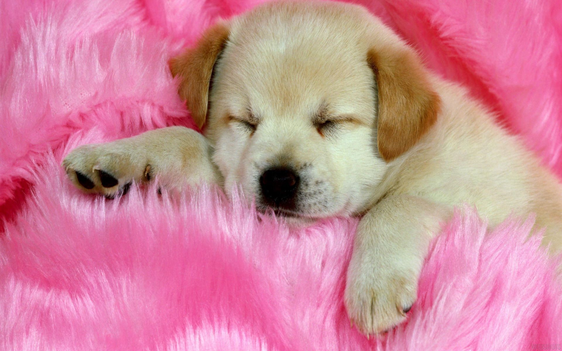 Cute Baby Puppies Wallpapers