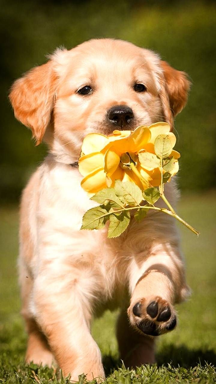 Cute Baby Puppies Wallpapers