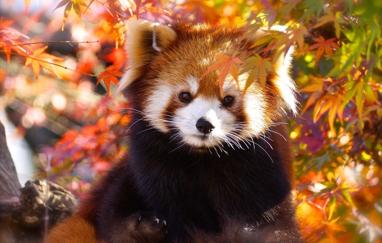 Cute Baby Red Pandas Wallpapers