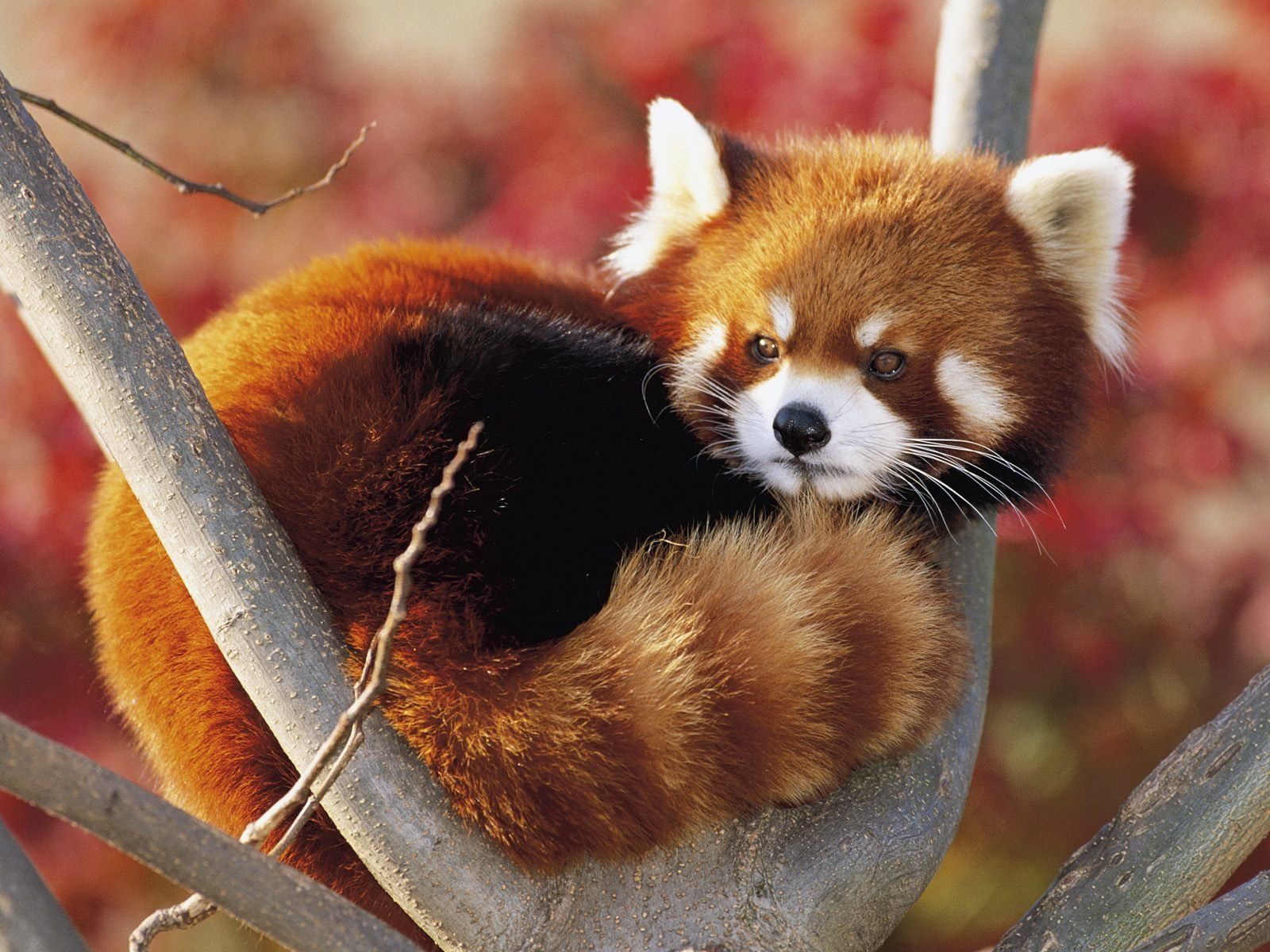 Cute Baby Red Pandas Wallpapers