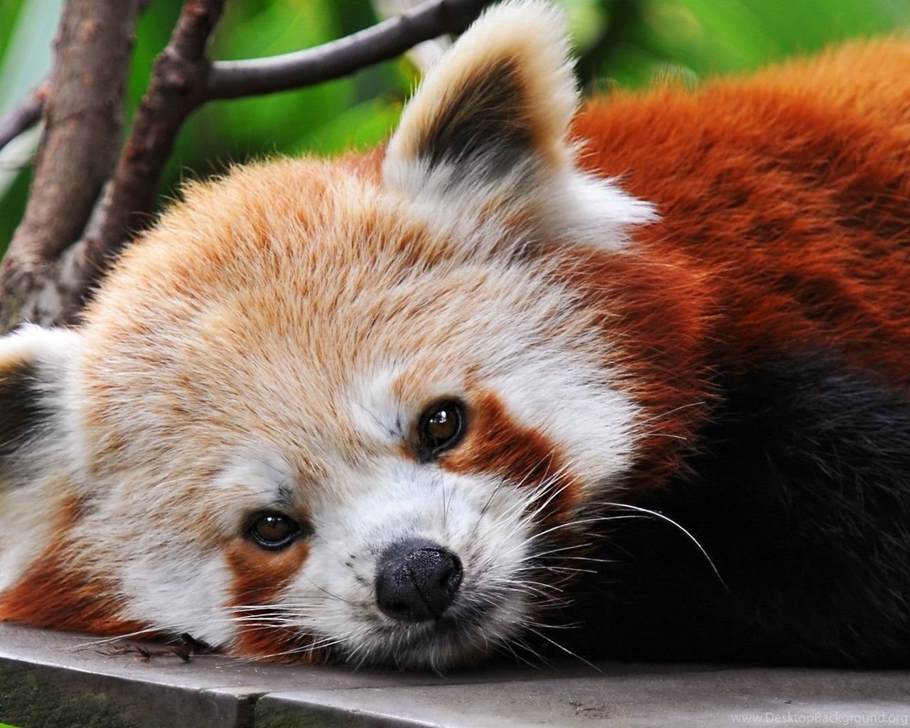 Cute Baby Red Pandas Wallpapers