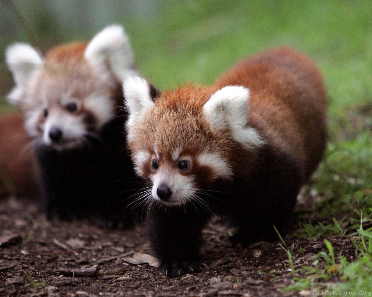 Cute Baby Red Pandas Wallpapers