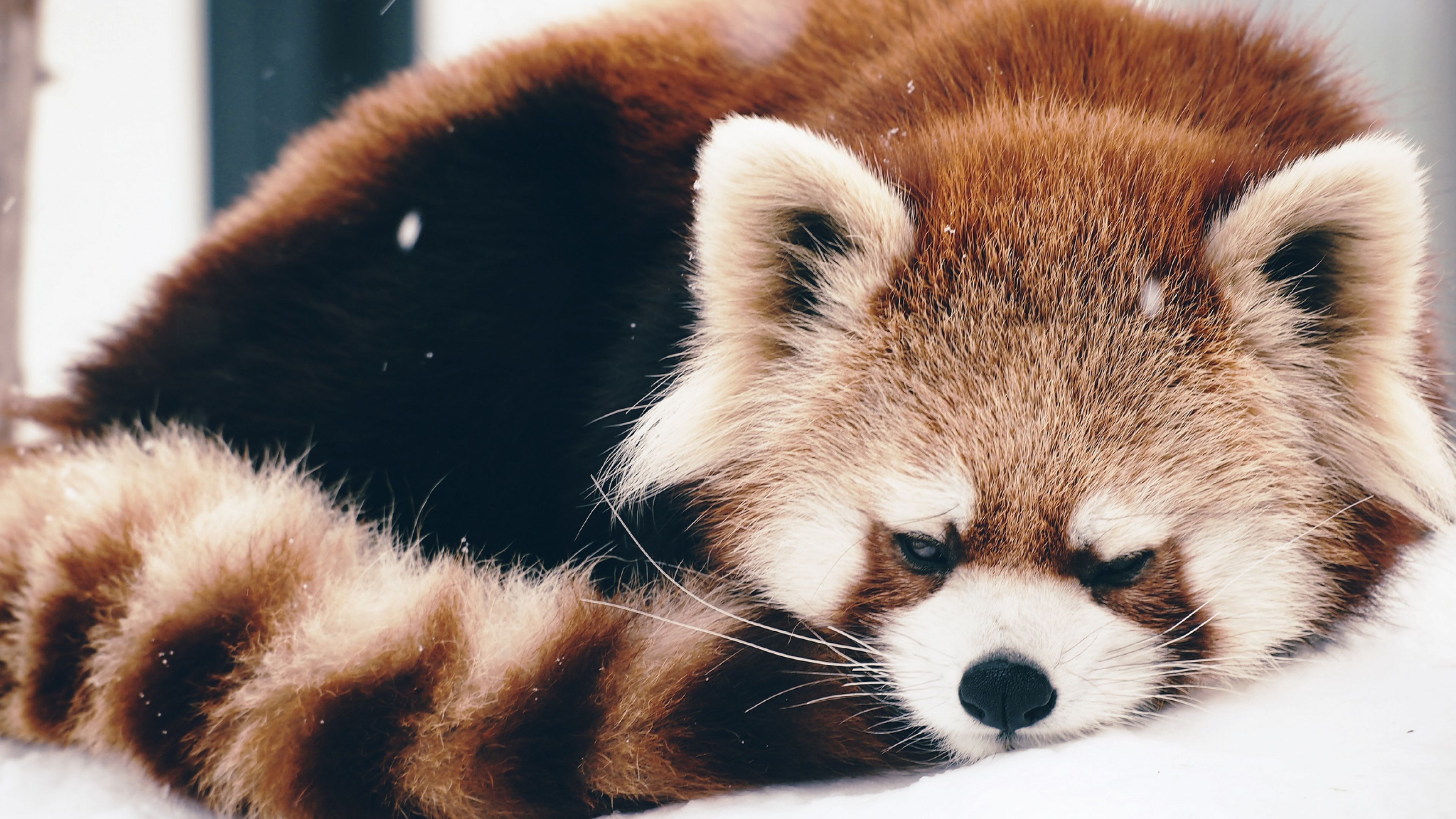 Cute Baby Red Pandas Wallpapers