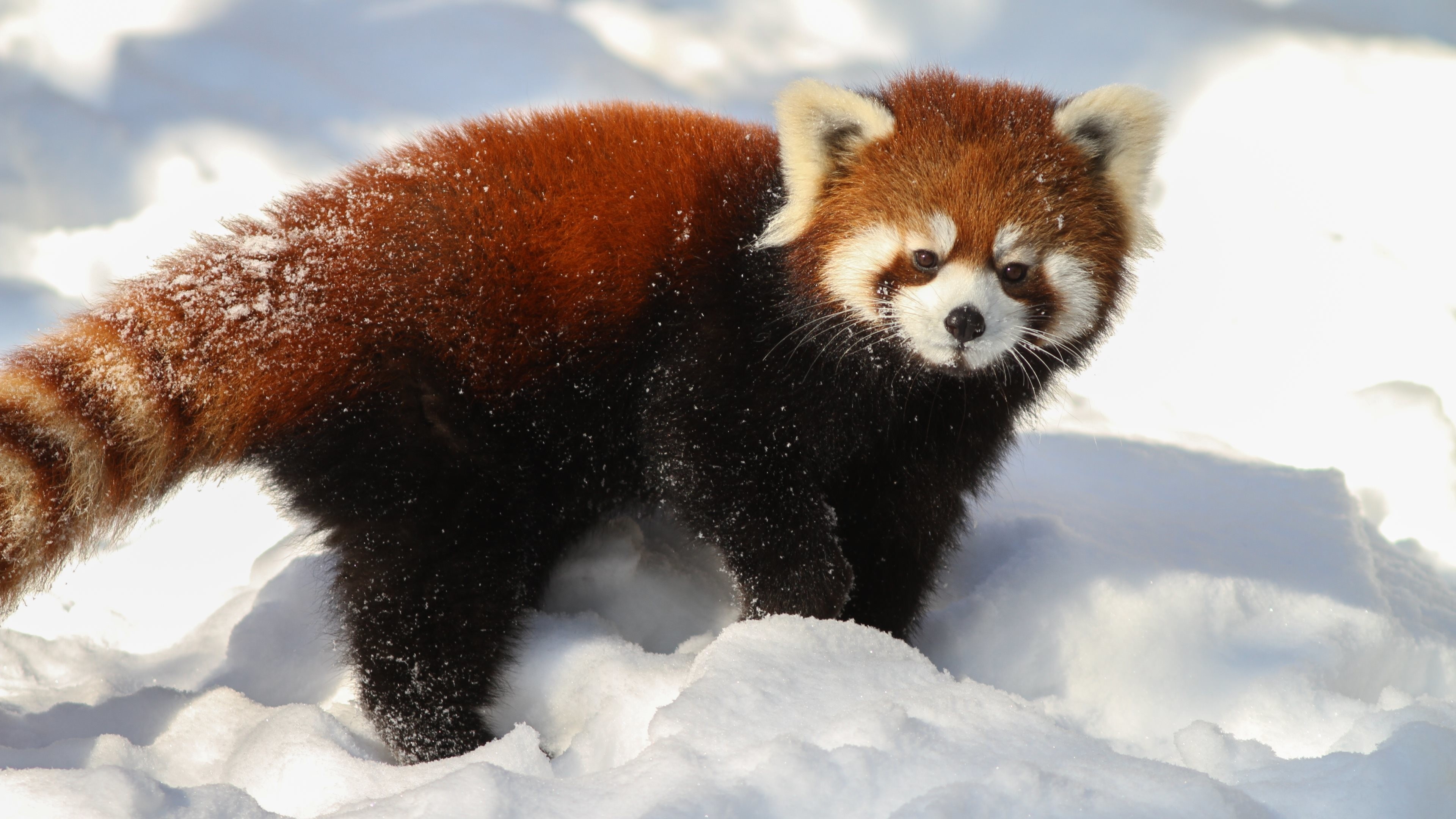 Cute Baby Red Pandas Wallpapers