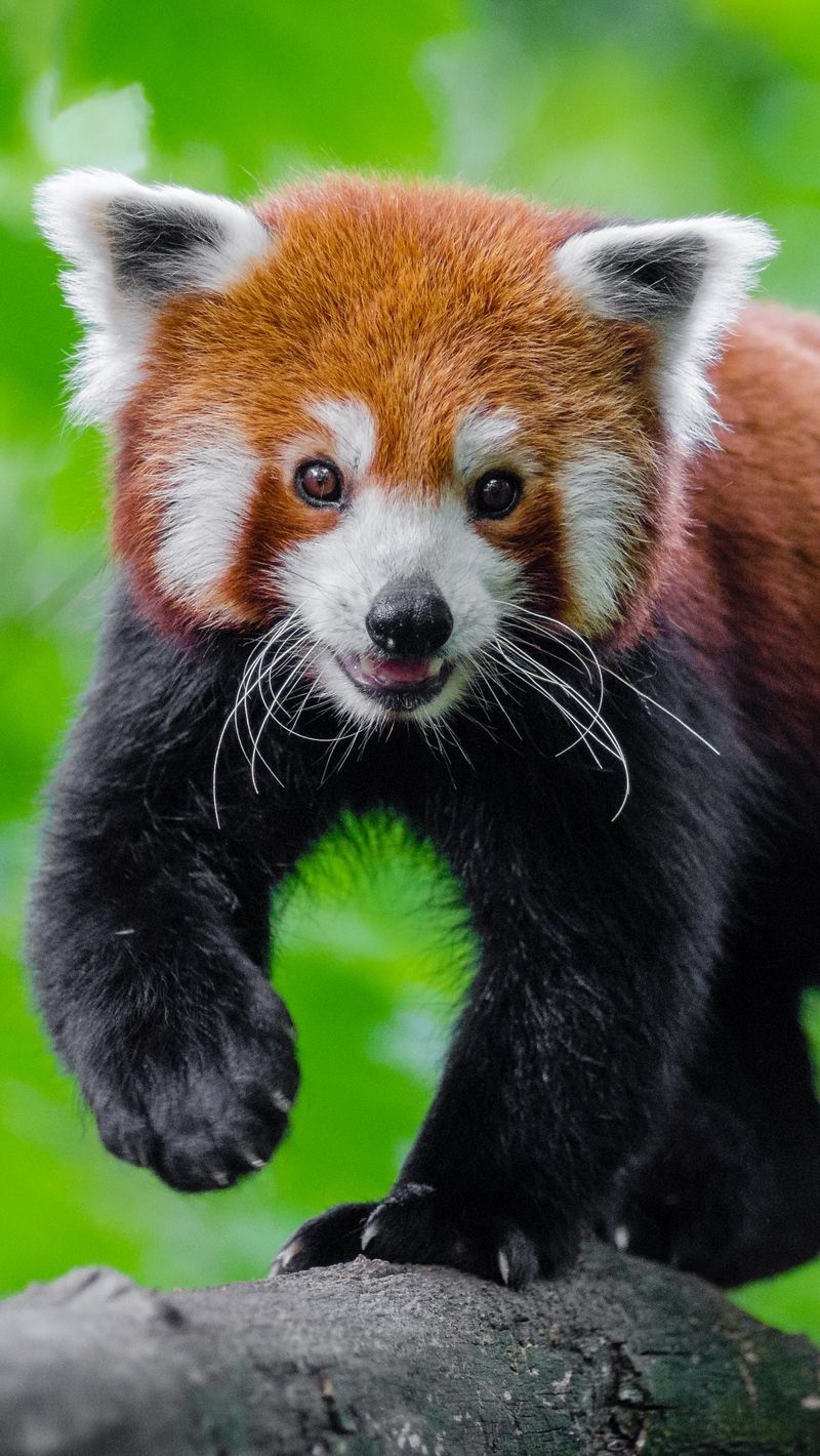 Cute Baby Red Pandas Wallpapers