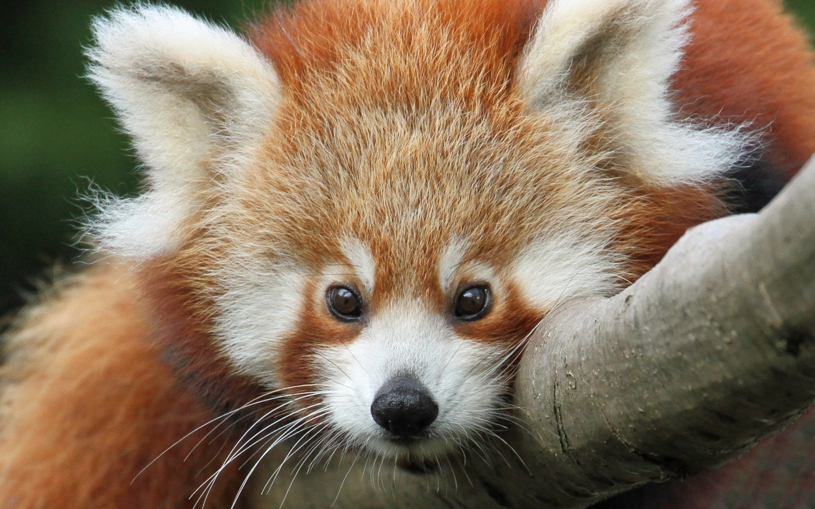 Cute Baby Red Pandas Wallpapers