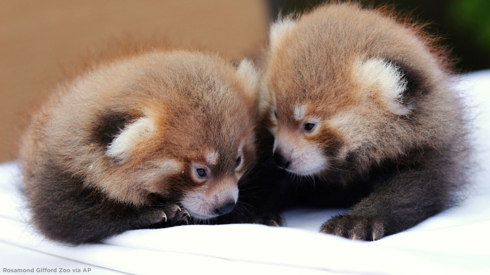 Cute Baby Red Pandas Wallpapers