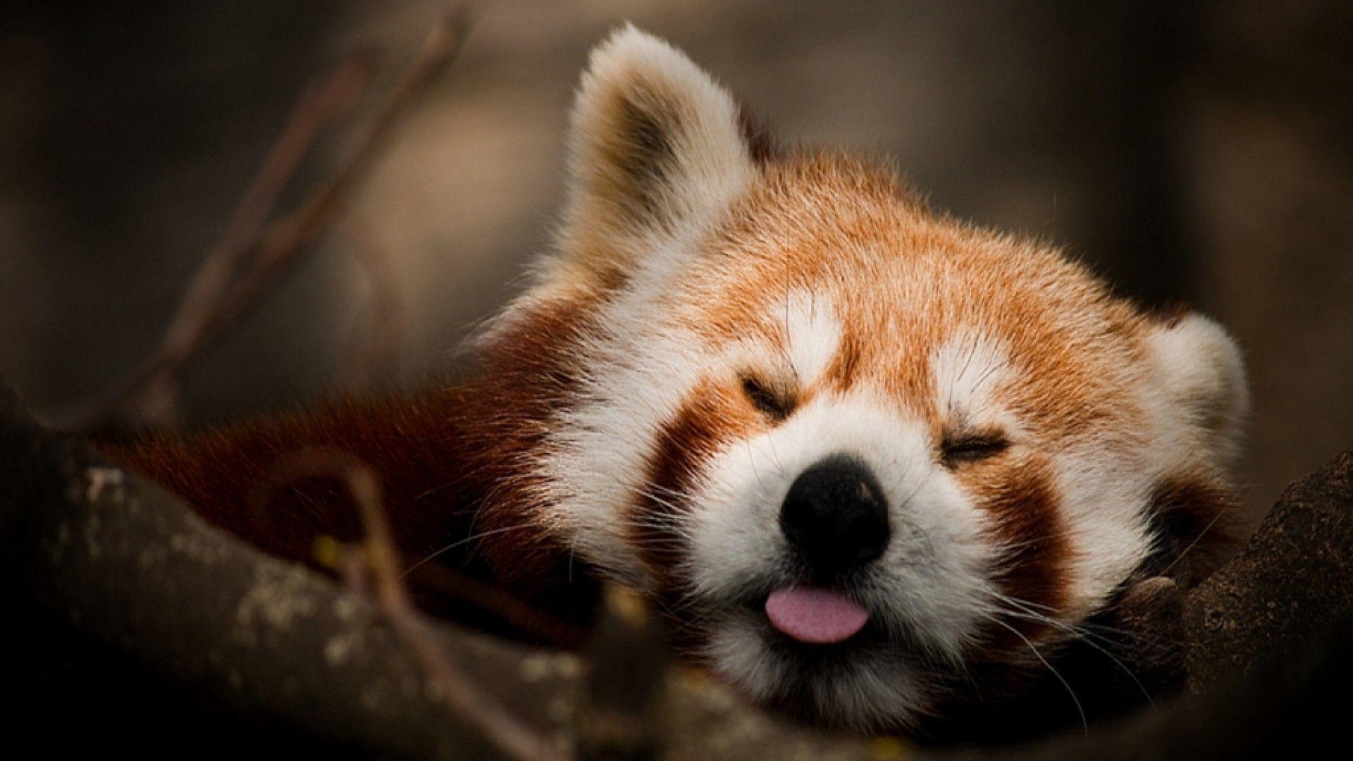 Cute Baby Red Pandas Wallpapers