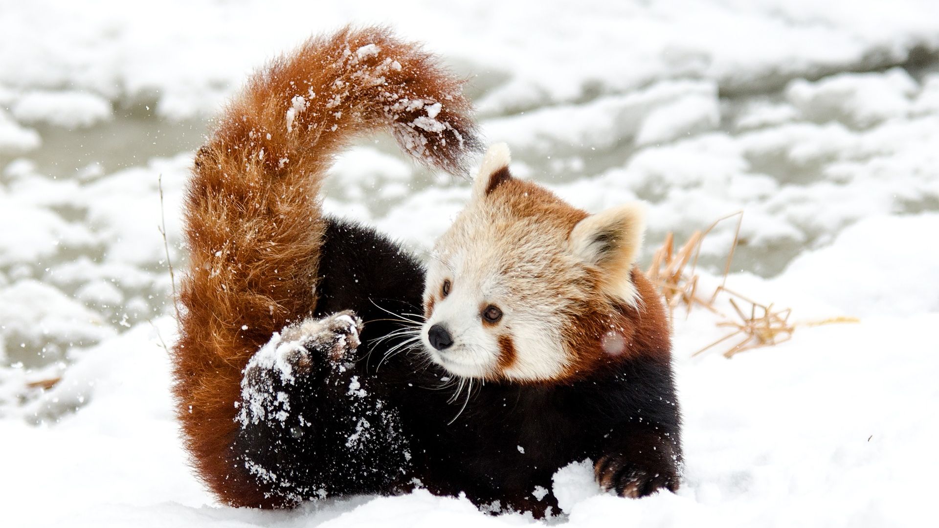 Cute Baby Red Pandas Wallpapers