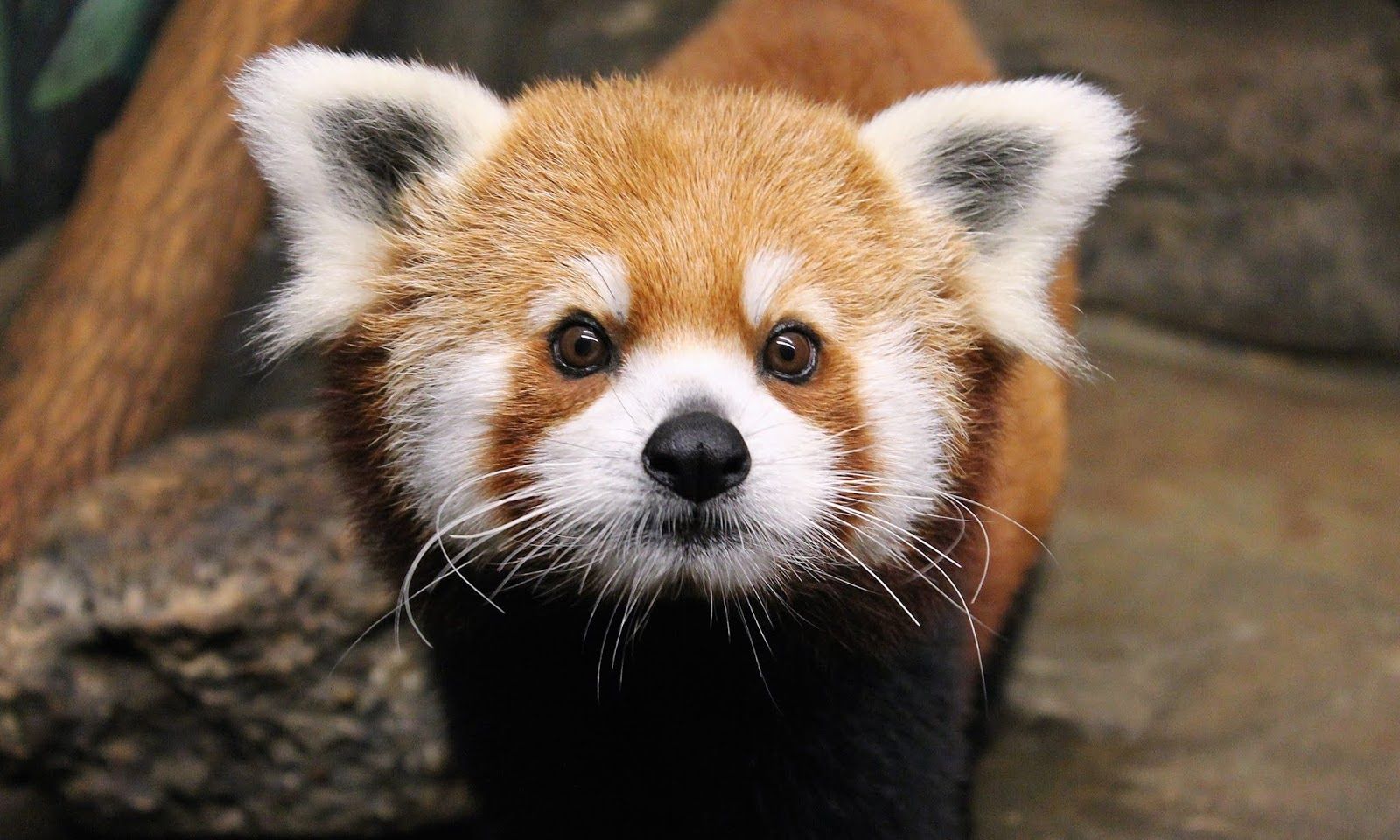 Cute Baby Red Pandas Wallpapers