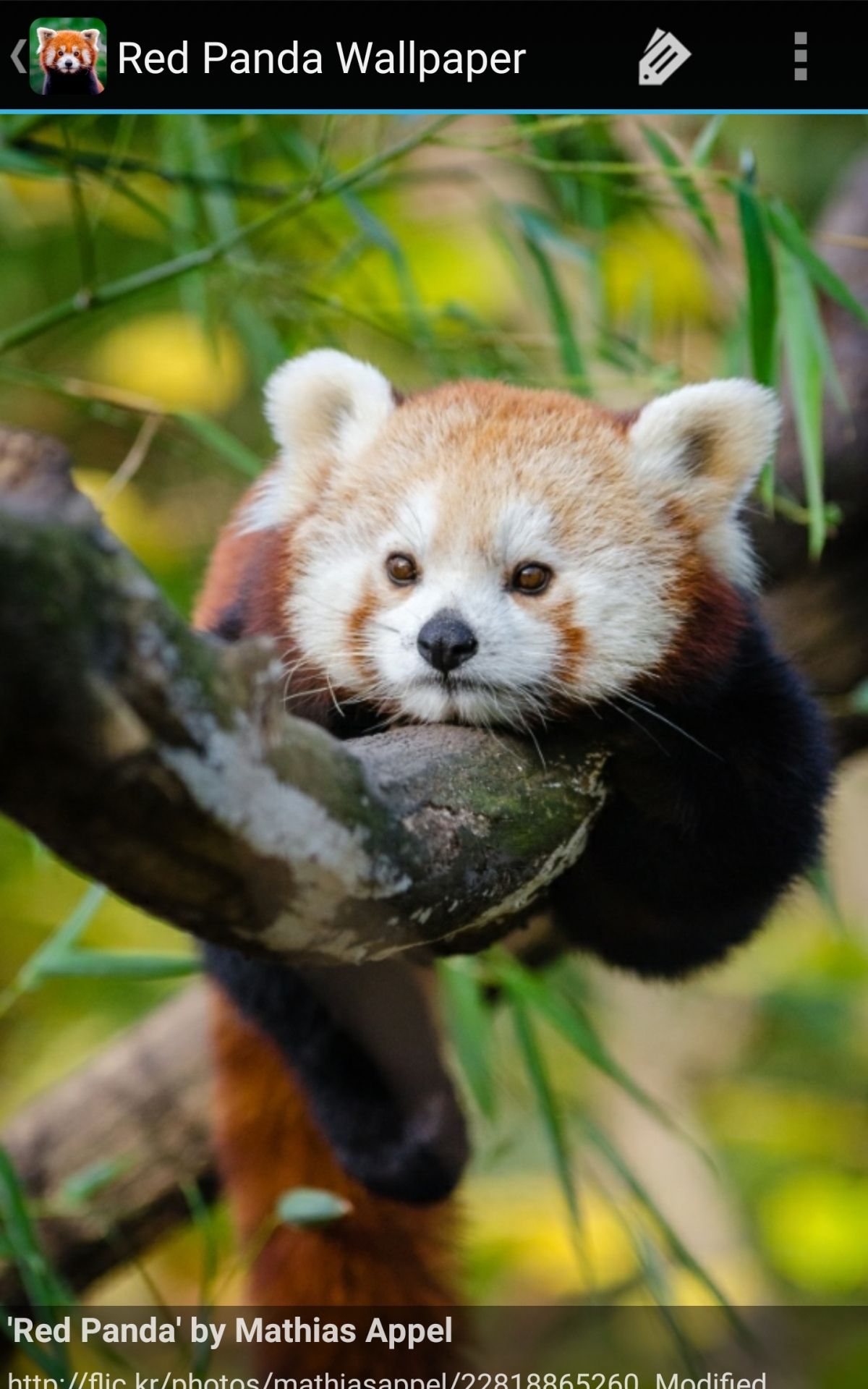 Cute Baby Red Pandas Wallpapers