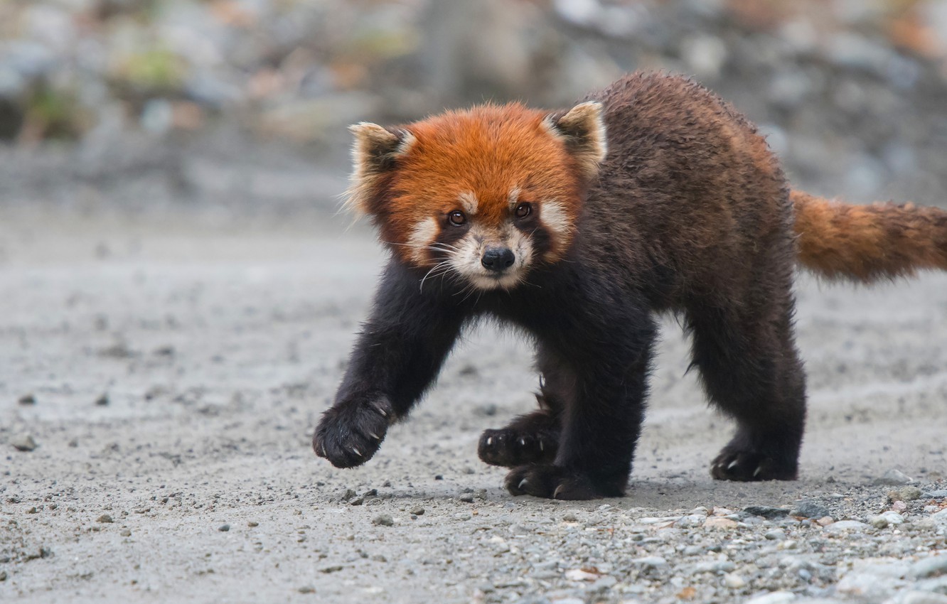 Cute Baby Red Pandas Wallpapers