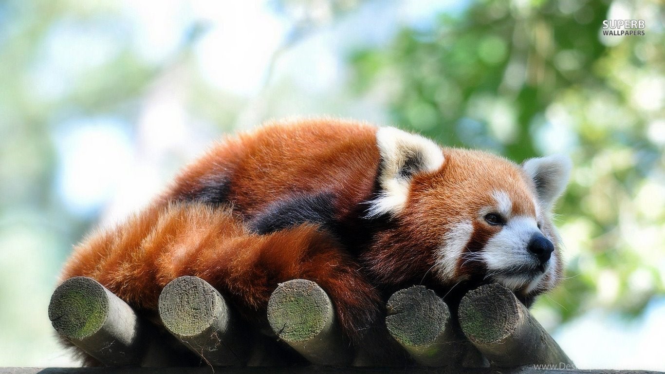 Cute Baby Red Pandas Wallpapers