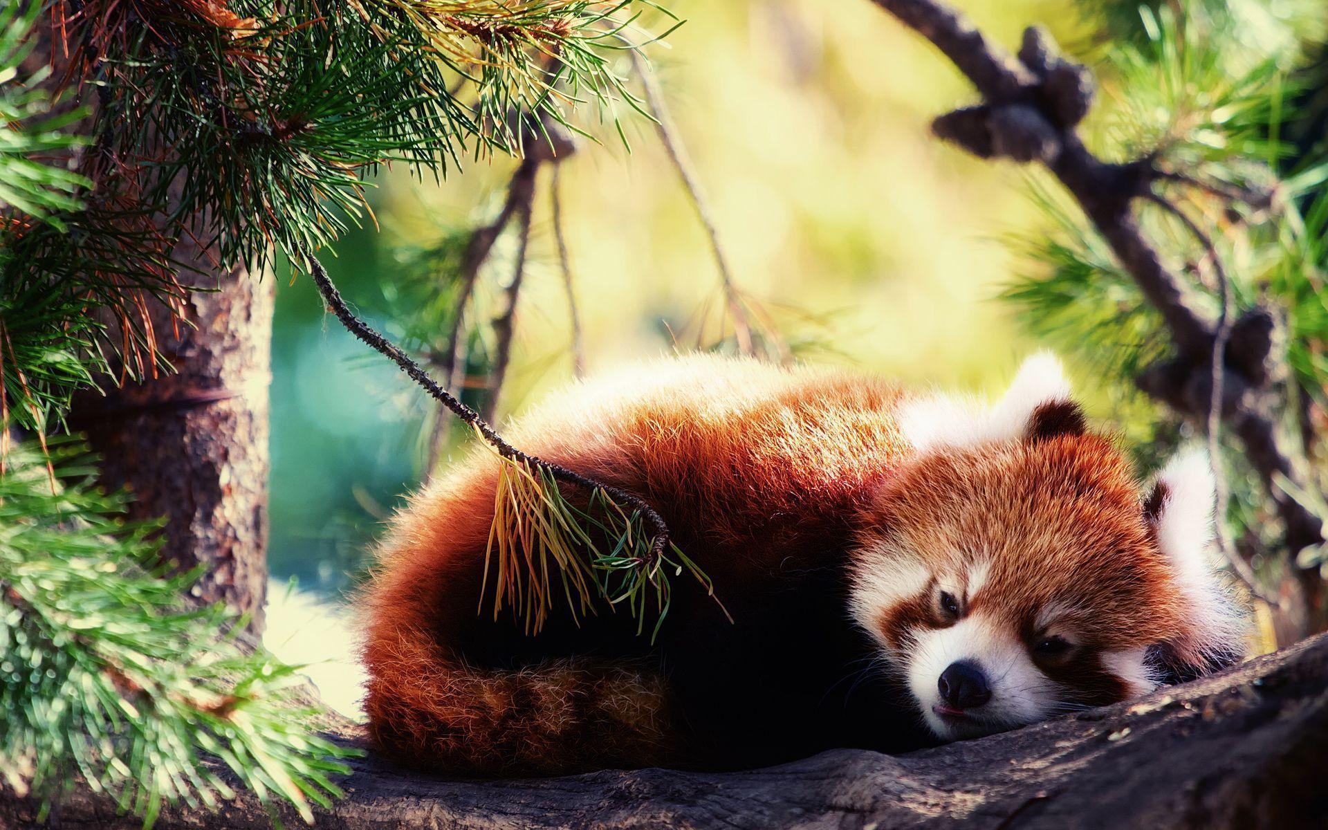 Cute Baby Red Pandas Wallpapers