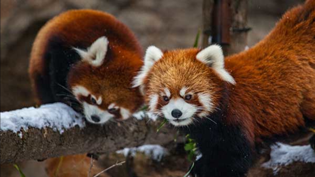 Cute Baby Red Pandas Wallpapers