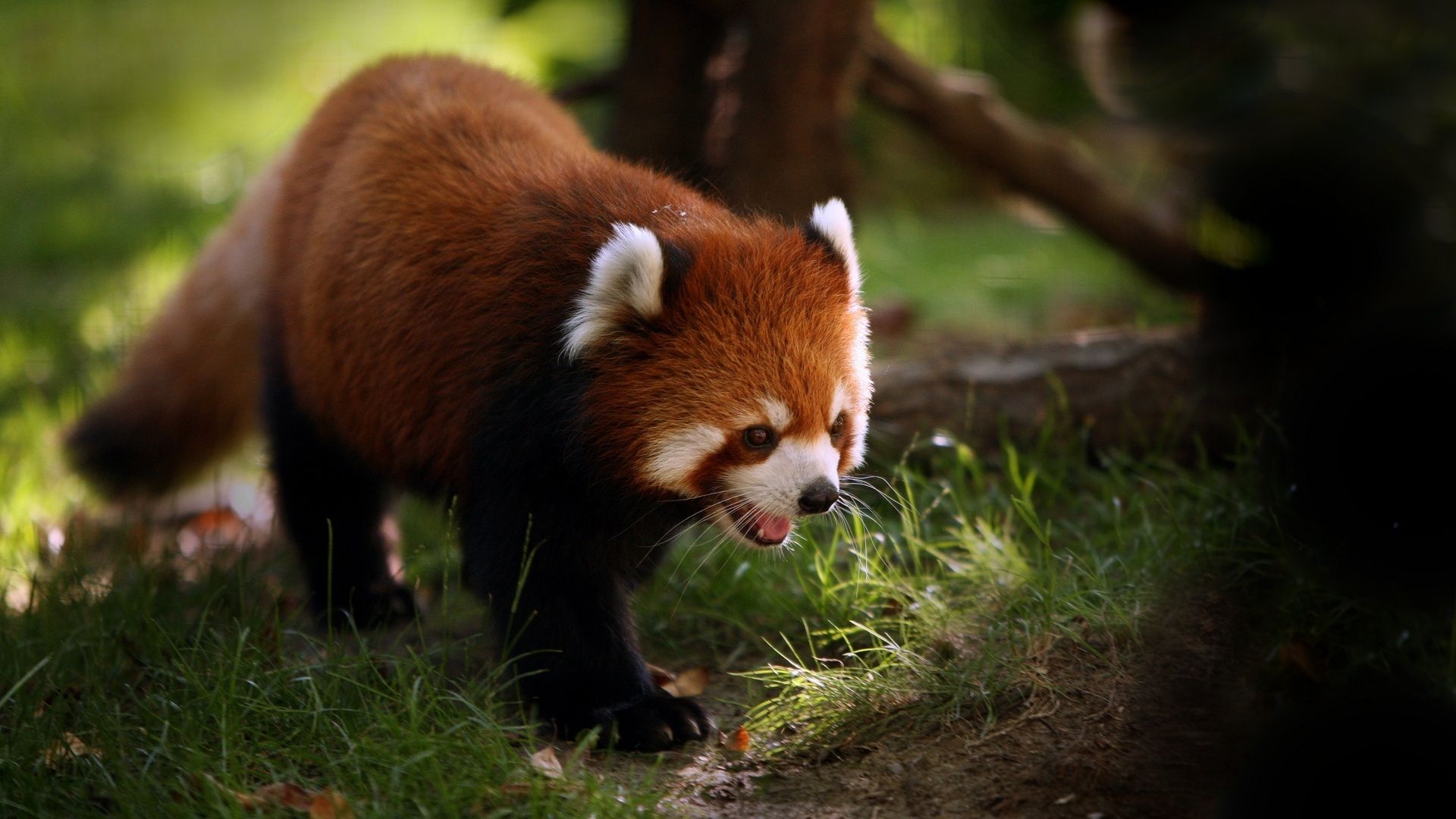 Cute Baby Red Pandas Wallpapers