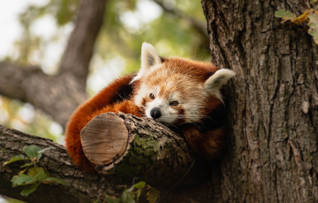 Cute Baby Red Pandas Wallpapers