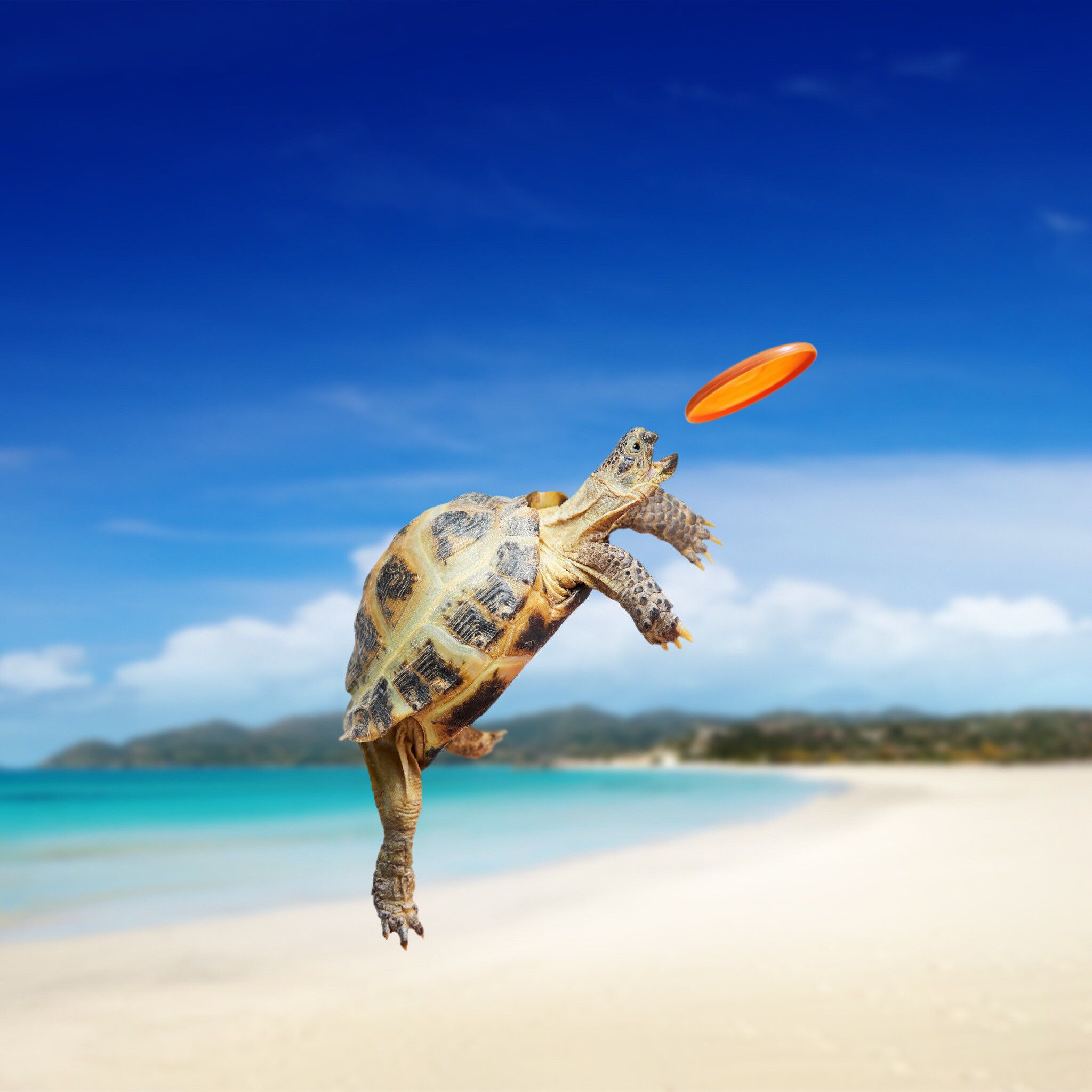 Cute Baby Sea Turtle Wallpapers