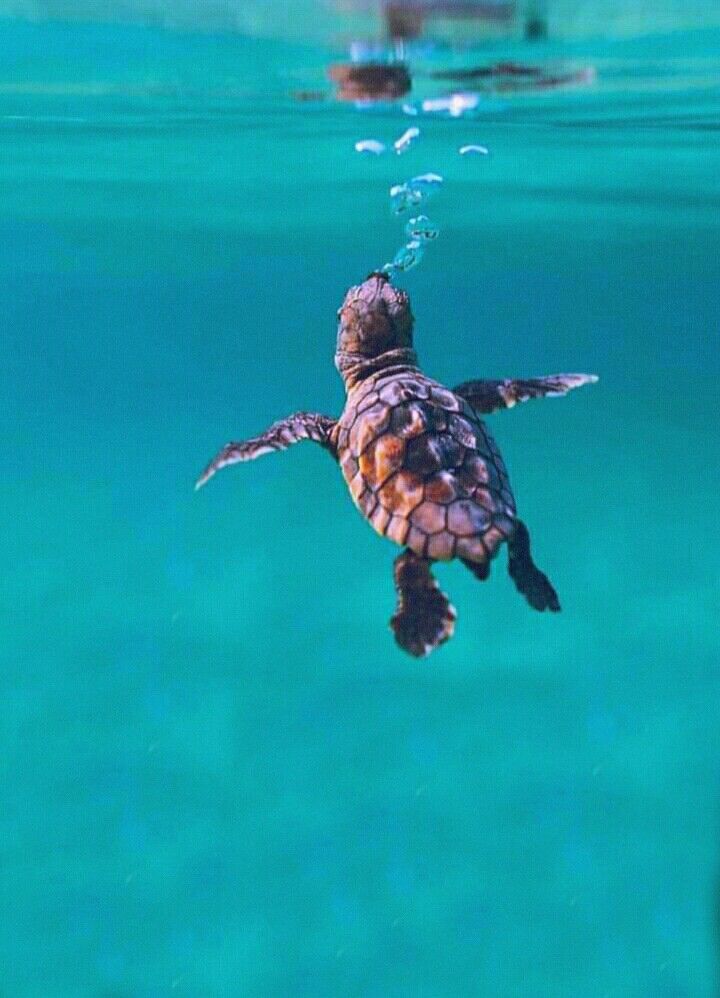 Cute Baby Sea Turtle Wallpapers