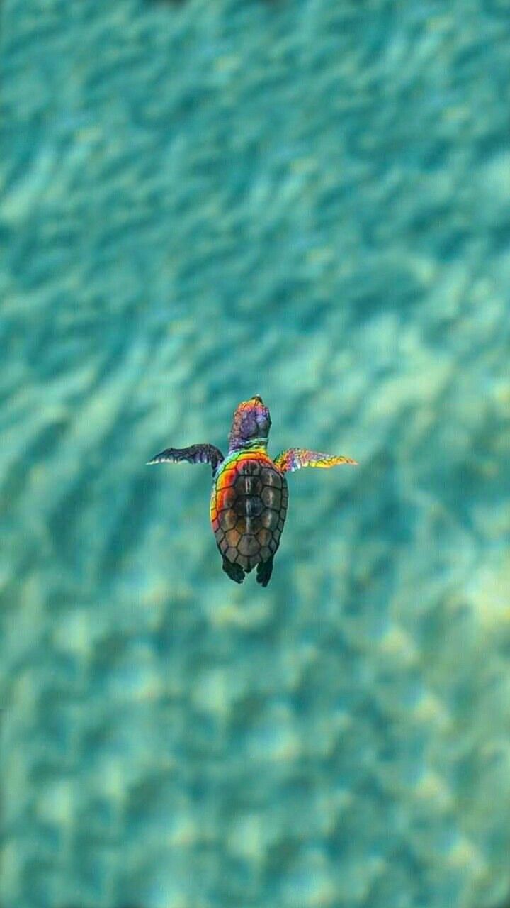 Cute Baby Sea Turtle Wallpapers