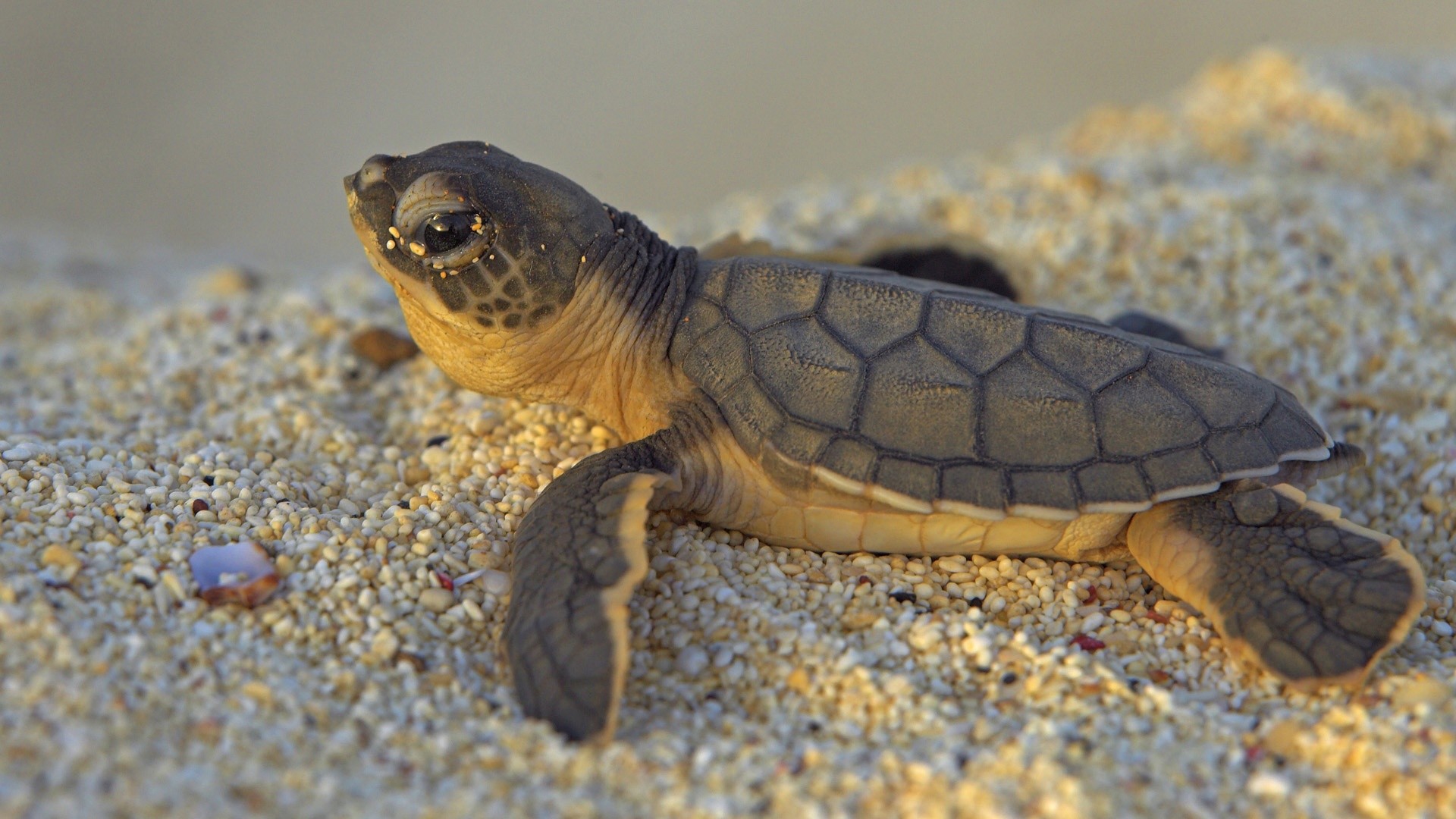 Cute Baby Sea Turtle Wallpapers