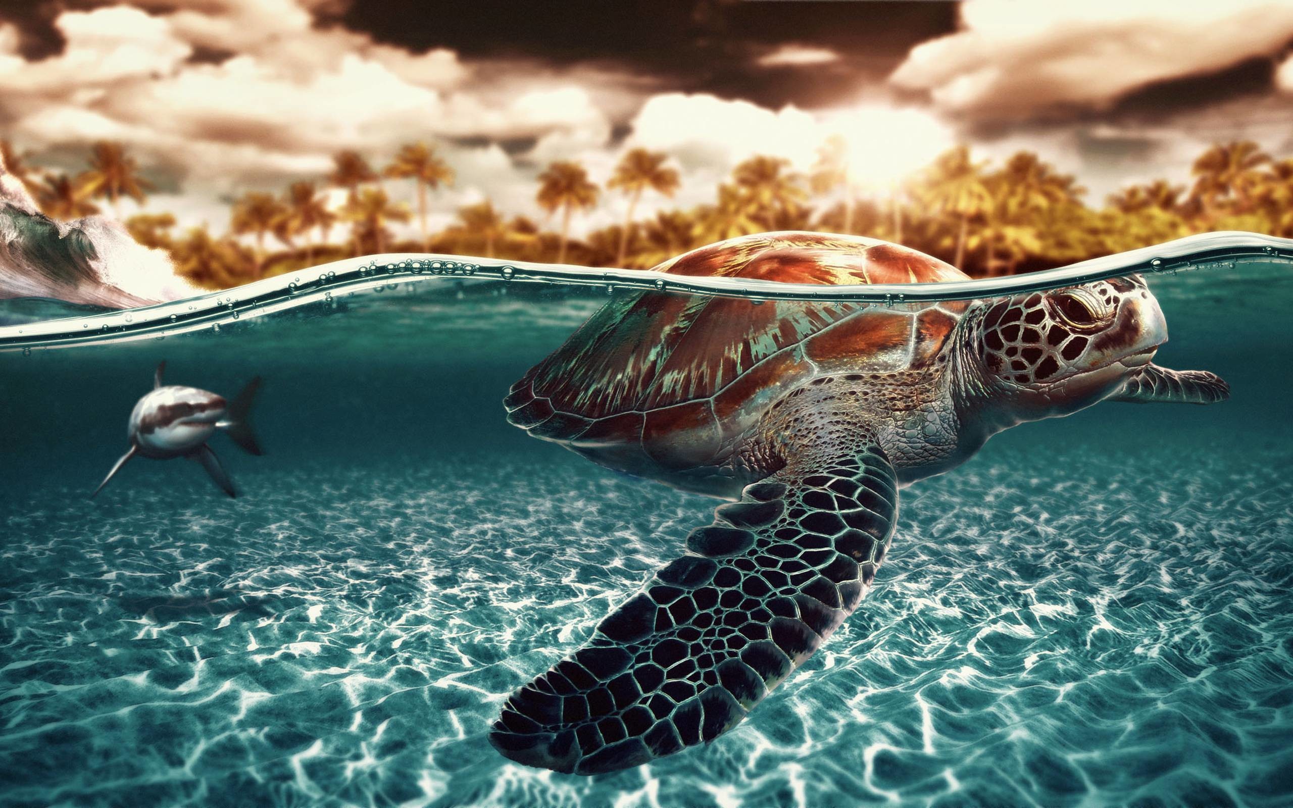 Cute Baby Sea Turtle Wallpapers