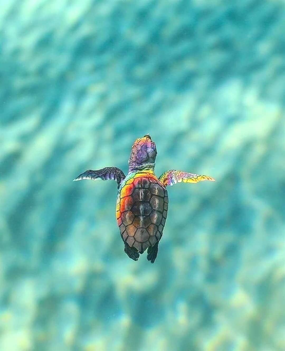 Cute Baby Sea Turtle Wallpapers